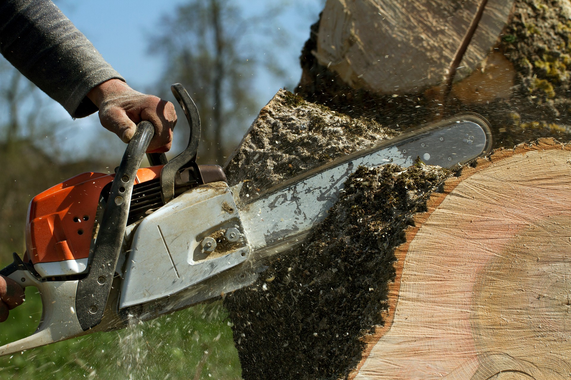 Man cuts a fallen tree.