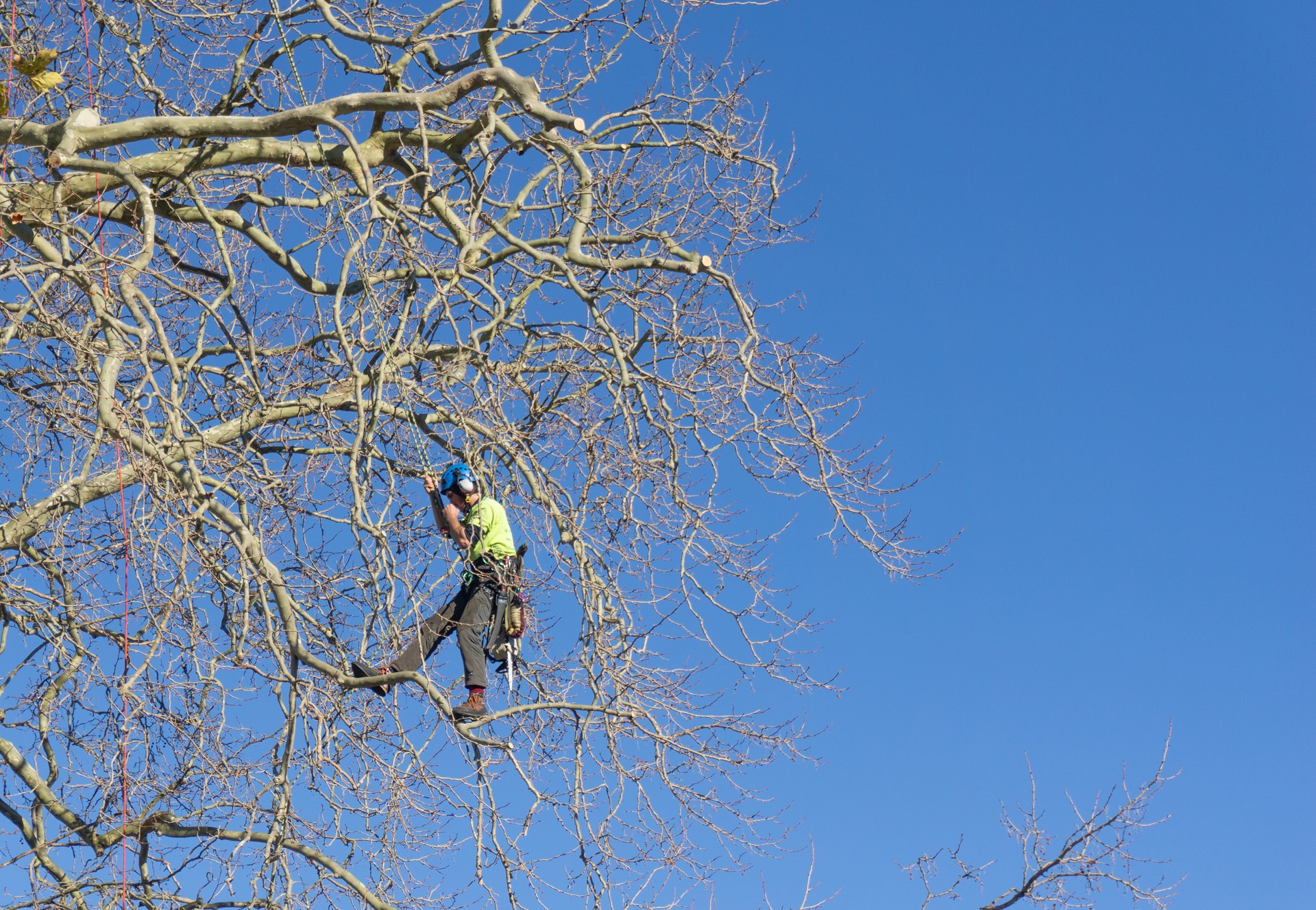 Arborist high in tree secured by absieling ropes