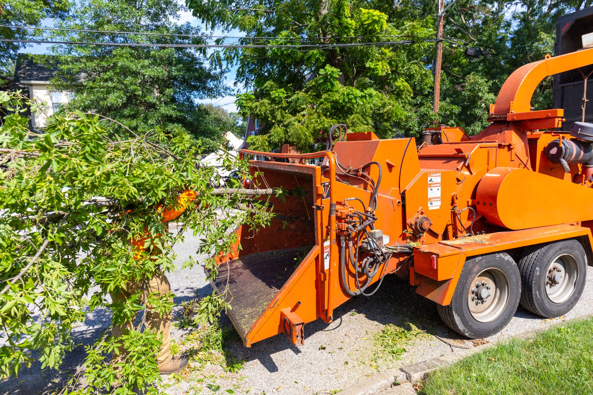 Tree being fed into wood chipper